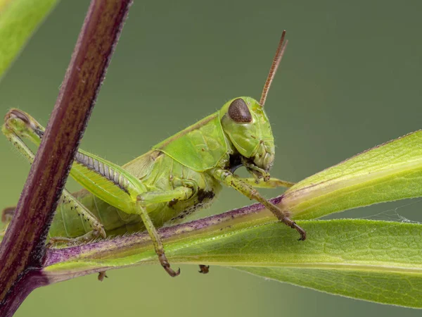 Gafanhoto Duas Riscas Juvenil Muito Bonito Melanoplus Bivittatus Descansando Folhas — Fotografia de Stock