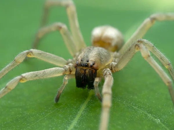 Araña Género Clubiona Sobre Una Hoja Verde — Foto de Stock