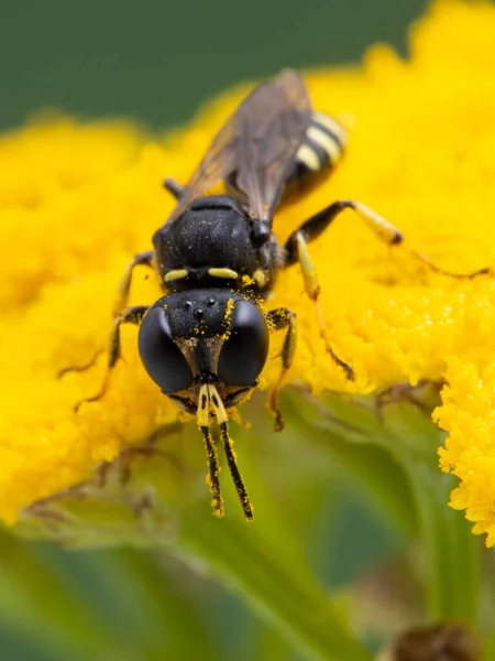 Verticaal Beeld Van Een Piepkleine Wesp Ectemnius Soort Bestrooid Met — Stockfoto