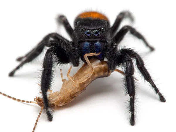 Close Uma Aranha Macho Johnson Jumping Phiddipus Johnsoni Alimentando Auricular — Fotografia de Stock