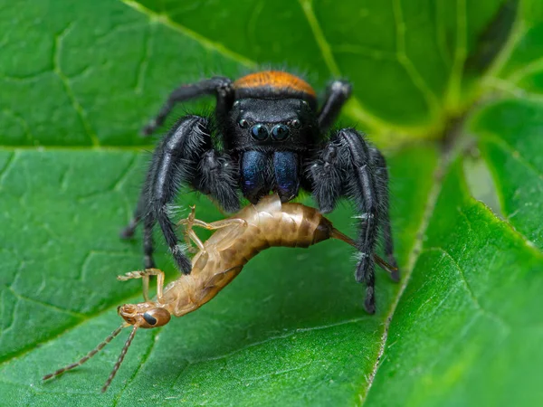 Прыгающий Паук Phiddipus Johnsoni Самца Джонсона Питается Обычным Ушным Волком — стоковое фото