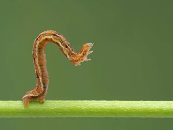 Ziemlich Orange Und Braun Geometrische Mottenraupe Looper Oder Inchworm Kriecht — Stockfoto