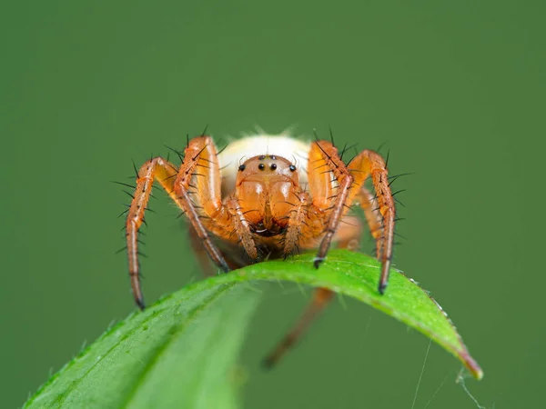 Крупным Планом Изображение Крошечного Подросткового Паука Трилистника Araneus Trifolium Обращенного — стоковое фото