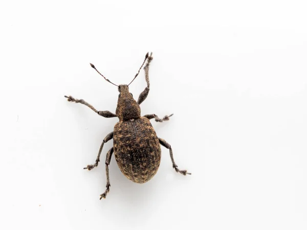 Dorsale Kijk Europese Snuitkevers Liophloeus Tessulatus Deze Soort Geïntroduceerd Het — Stockfoto
