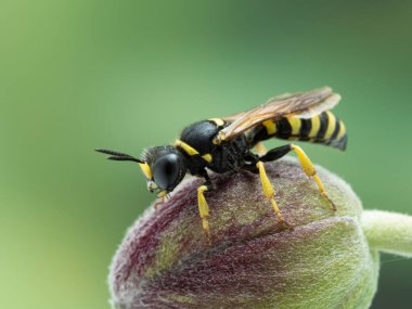 P8290017 güzel karebaşı eşekarısı, Ectemnius türü, çiçek goncası, Delta, British Columbia, Kanada cECP 2021