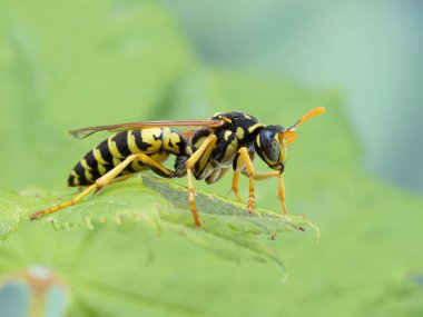 Colorful European paper wasp (Polistes dominula) resting on a leaf. This species is an invasive species in Canada and the United States clipart
