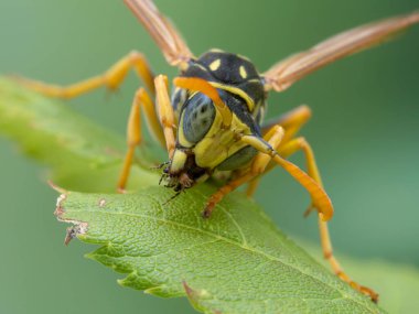 Güzel bir Avrupa kağıt eşekarısı olan Polistes Dominula 'nın ön bacağını tımar ediyor. Bu tür Kuzey Amerika 'ya tanıtıldı ve Kanada ve ABD' de istilacı bir tür haline geldi.