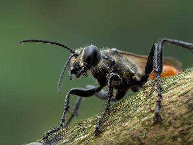 Bir ağaç dalında dinlenen dişi yaban arısının (Sphex lucae) yakın çekimi. Bu türün erkekleri tamamen siyahtır, dişiler turuncu karınlı siyahtır.