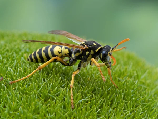 Pretty European Paper Wasp Polistes Dominula Standing Bed Moss Species — Stock Photo, Image