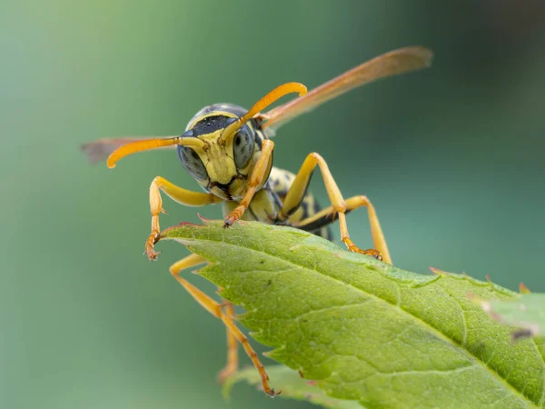 Primer Plano Una Bonita Avispa Papel Europea Polistes Dominula Frente — Foto de Stock