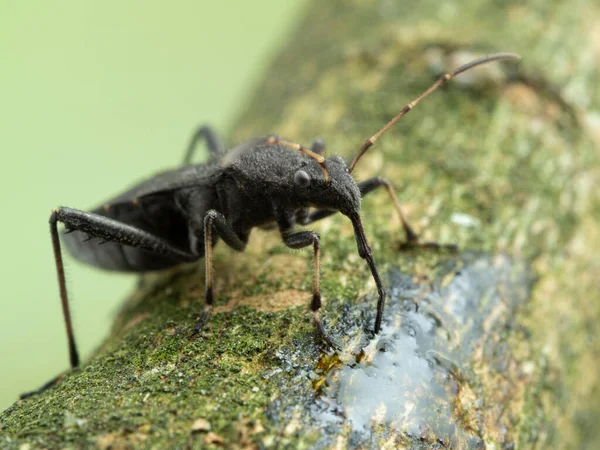 Widok Boku Czarny Dorosły Zamaskowany Myśliwy Zabójca Bug Reduvius Personatus — Zdjęcie stockowe
