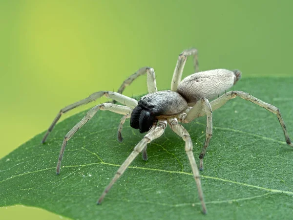 Fuzzy Leafcurling Sac Spider Clubiona Lutescens Resting Green Leaf European — Stock Photo, Image