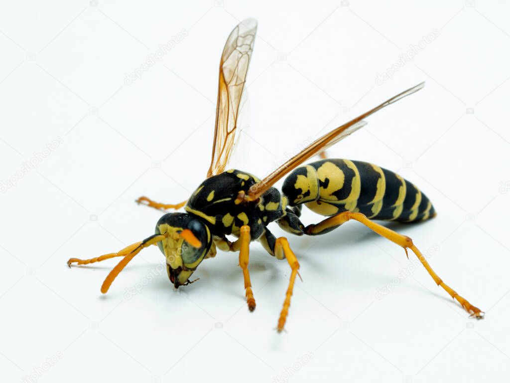 European paper wasp, Polistes dominula, isolated on white. This species is an invasive species in Canada and the United States