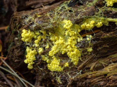 Köpeklerin yakın çekimi, orman zemininde çürüyen odunlarda sürünen balçık kalıbı (Fuligo septica) kusar.