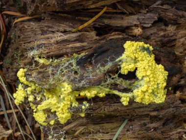 Bir köpek, orman zemininde çürüyen odunların üzerinde sürünen balçık küflü plazma (Fuligo septica) kusar.