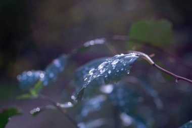 Yaprakların üzerine hafif bir yağmurdan sonra, saydam ve ışıl ışıl damlalar