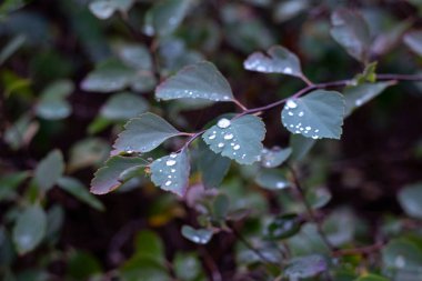 Yaprakların üzerine hafif bir yağmurdan sonra, saydam ve ışıl ışıl damlalar