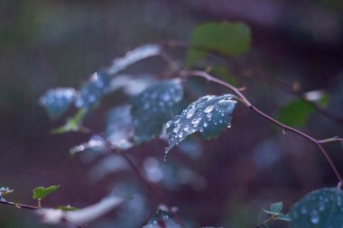Yaprakların üzerine hafif bir yağmurdan sonra, saydam ve ışıl ışıl damlalar