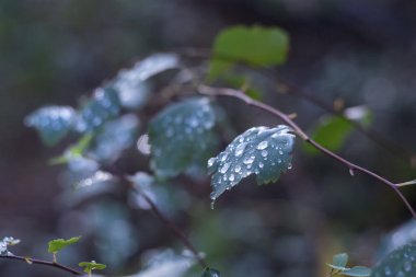 Yaprakların üzerine hafif bir yağmurdan sonra, saydam ve ışıl ışıl damlalar