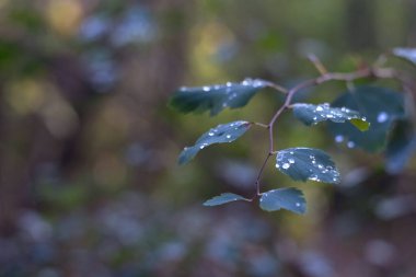 Yaprakların üzerine hafif bir yağmurdan sonra, saydam ve ışıl ışıl damlalar