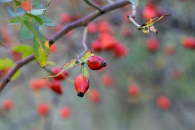 Sonbaharda, gül kalçası toplama zamanı. Sadece kullanışlı değil, aynı zamanda çok da güzeller.