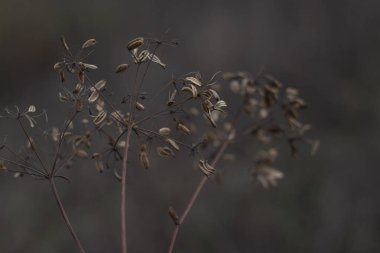 Kuru otlar sonbahar ormanında kaldı. Tsebli ve yaprakları estetik olarak peazajla harmanlanmıştır.