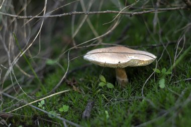 Yeşil otlarla kaplı bir ormanda hafif kepli küçük bir mantar yetişti.