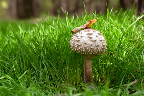 a small mushroom with a light cap has grown in a forest clearing covered with green grass