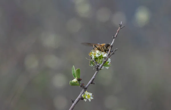 Ondanks Herfst Beginnen Sommige Bomen Het Bos Weer Bloeien Alsof — Stockfoto