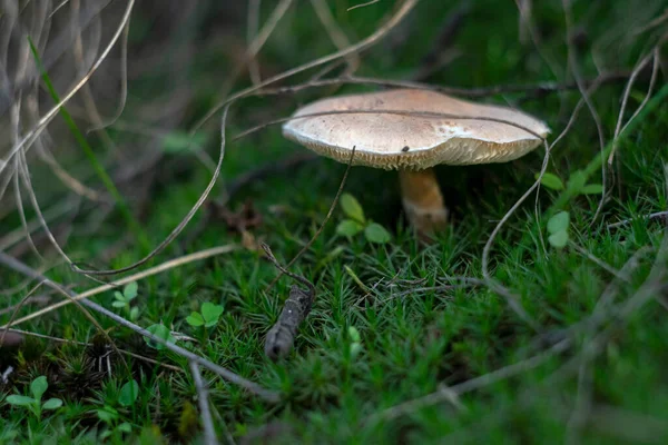 a small mushroom with a light cap has grown in a forest clearing covered with green grass