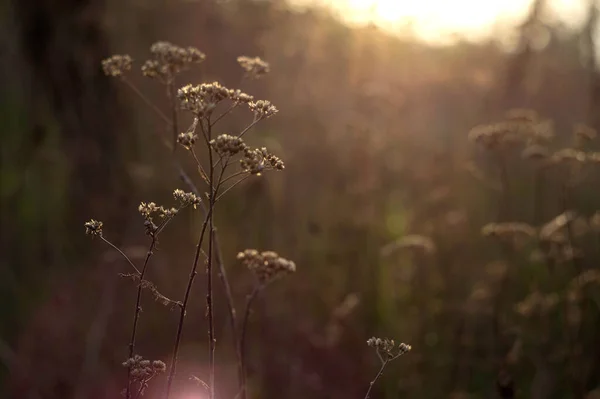 Soleil Illumine Les Tiges Vieilles Fleurs Séchées Dans Parc Automne — Photo