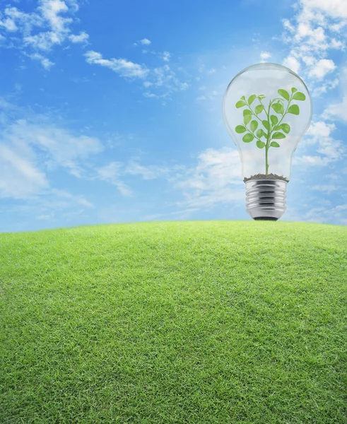 Light Bulb with small plant inside and green grass field over bl — Stock Photo, Image