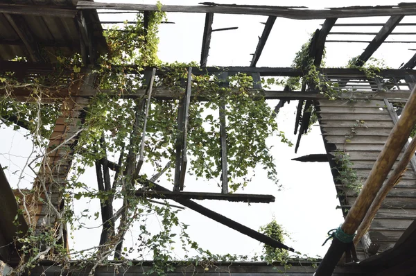 Oude beschadigen houten venster en muur met klimmer plant — Stockfoto