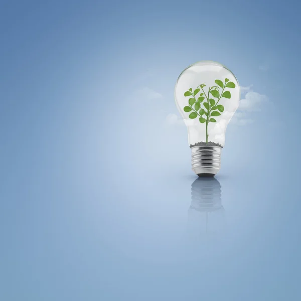 Tree leaves growing inside light bulb with soil over cloud and b — Stock Photo, Image