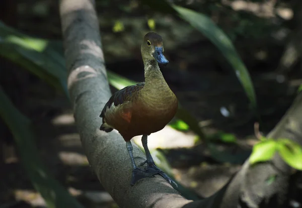 Parkta ağaç gövdesi üzerinde yetişkin ördek duran — Stok fotoğraf