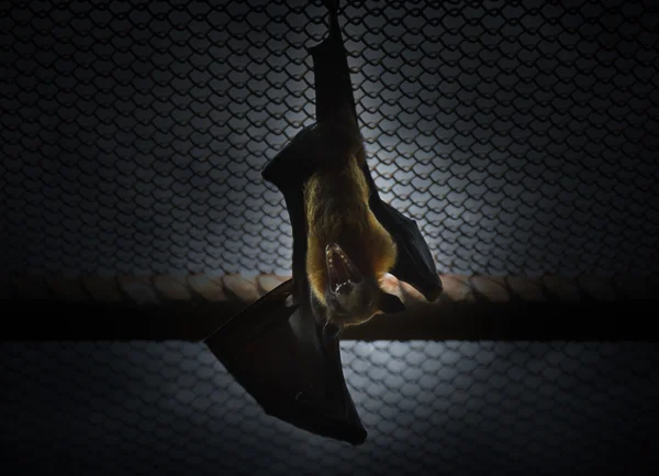 Летучая мышь висит на сетке и кричит на темном фоне — стоковое фото