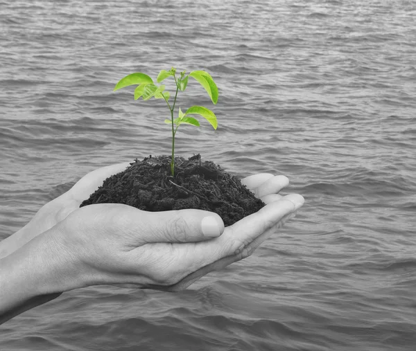 Mains tenant une petite plante fraîche avec de la terre sur noir et blanc — Photo