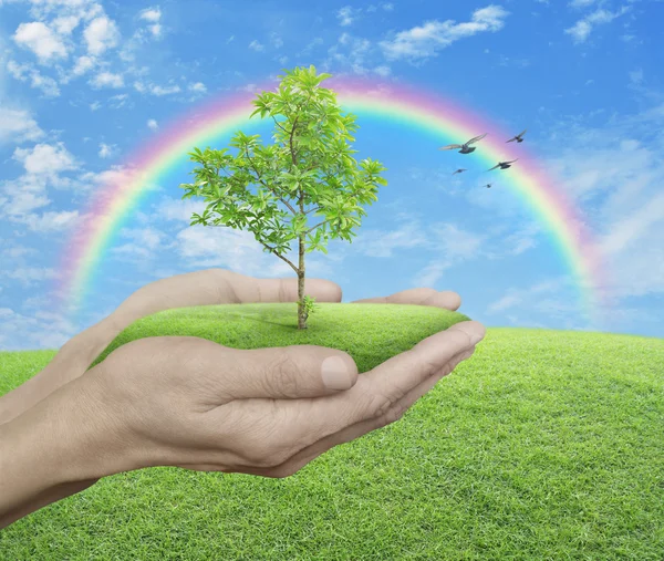 Growing green tree in hands over green grass with blue sky, clou — Stock Photo, Image