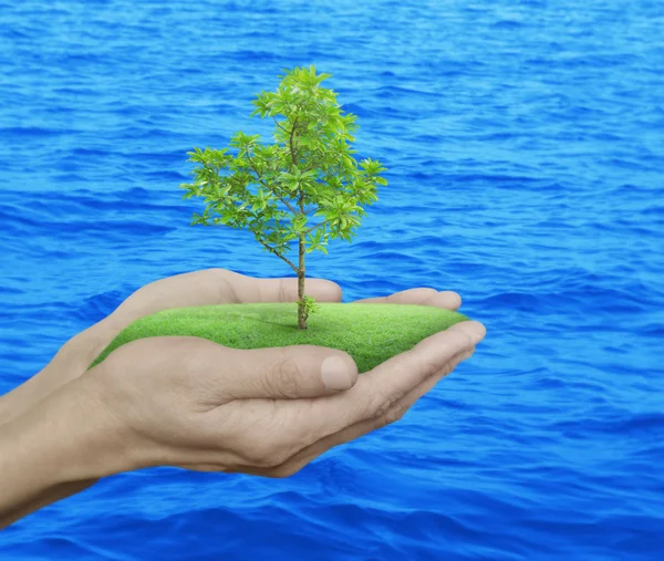 Growing green tree in hands over blue sea background, Environmen — Stock Photo, Image