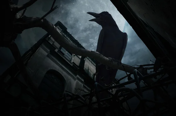 Ворона сидить на стовбурі мертвого дерева і крутиться над парканом, старий гранжевий ящик — стокове фото