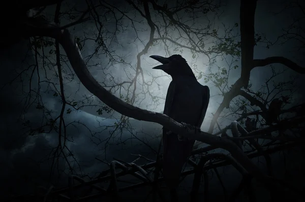 Crow op dode boomstam zitten en kwaken over het hek, de maan en de cloud — Stockfoto