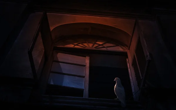 Pássaro gaivota em castelo antigo velho da janela, backgrou assustador — Fotografia de Stock