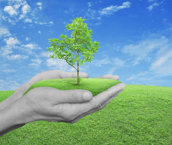 Mãos segurando árvore fresca sobre grama verde com céu azul e clou — Fotografia de Stock