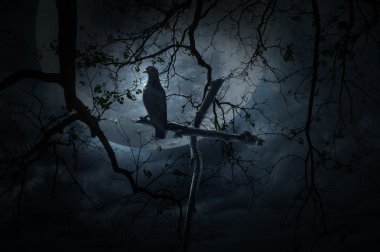 Martı kuşu stand ahşap çarmıhta ölü ağaç üzerinde ay ve bulutlu