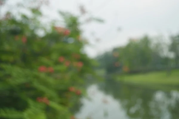 赤い花と背景の公共の公園で木のぼかし — ストック写真