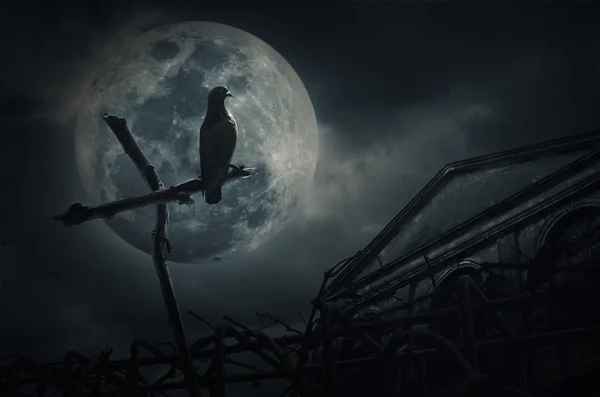 Pájaro de pie en madera cruzar la valla, viejo castillo grunge, luna y — Foto de Stock