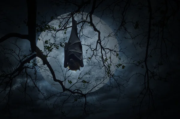 Bat spánku a viset na mrtvý strom přes měsíc a zamračená obloha, strašidelný — Stock fotografie