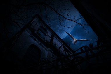 Martı kuş sinek eski çit, grunge Kalesi, ölü ağaçlar, ay 