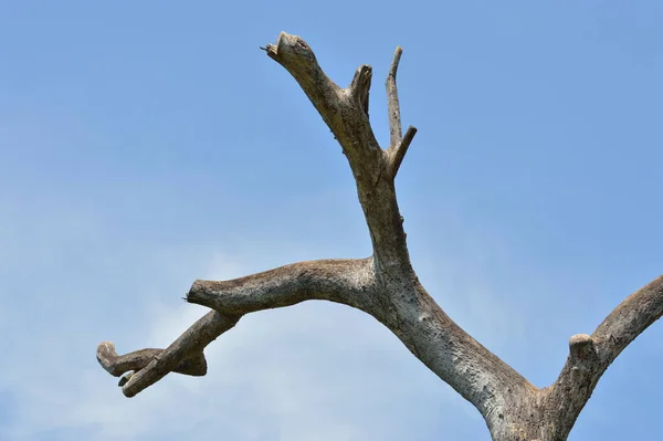 Árvore Morta Sobre Céu Azul Com Nuvens Whie — Fotografia de Stock