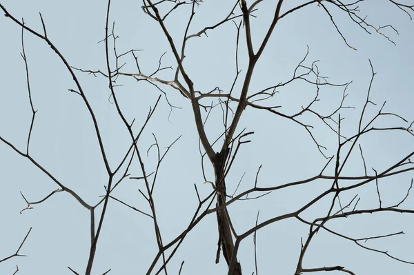 Abgestorbene Äste Vereinzelt Über Blauem Himmel — Stockfoto